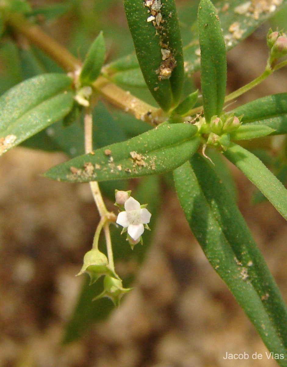 Oldenlandia corymbosa L.